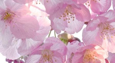 樱花 / Cherry Blossom