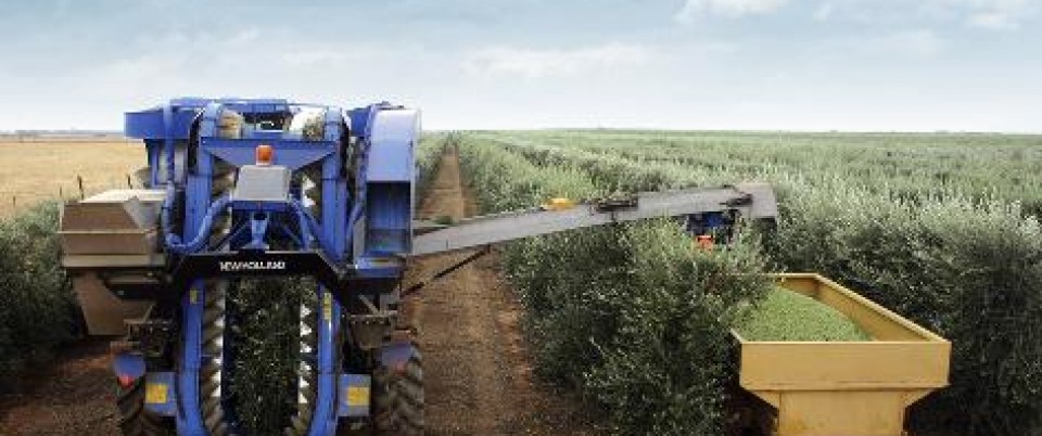 SHD Olive Harvestiing