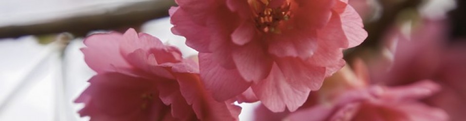 八重樱 / Taiwan Cherry Blossom (Double Flower)