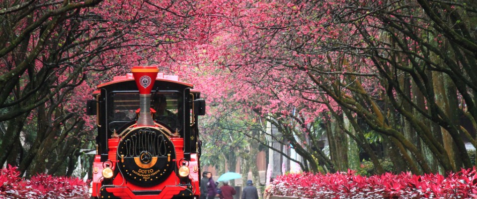 Taiwan Cherry 4