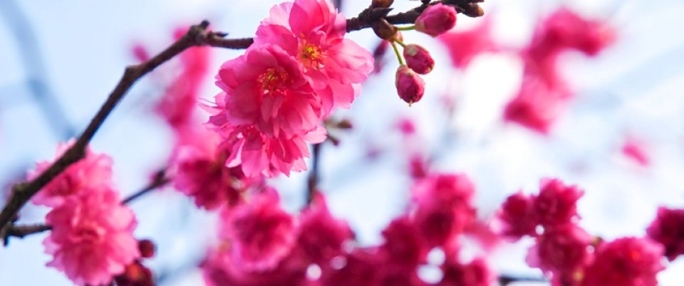 Taiwan Cherry (Double Flower) 2