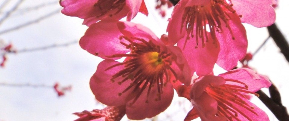 Taiwan Cherry 1
