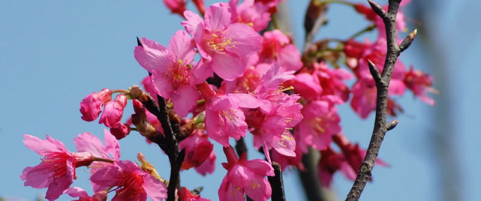 Taiwan Cherry 2