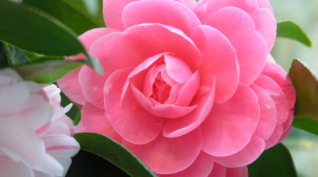 茶花 / Camellia