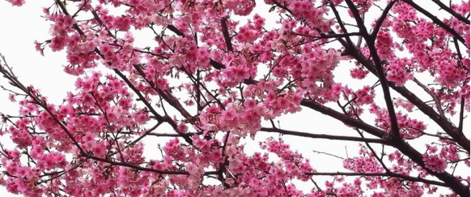 Taiwan Fuji Cherry Blossom 2