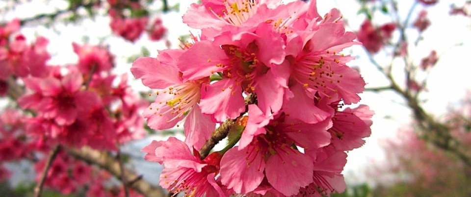 Taiwan Fuji Cherry Blossom 3