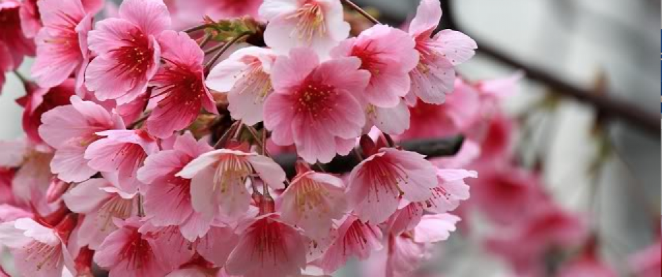 Taiwan Fuji Cherry Blossom 4