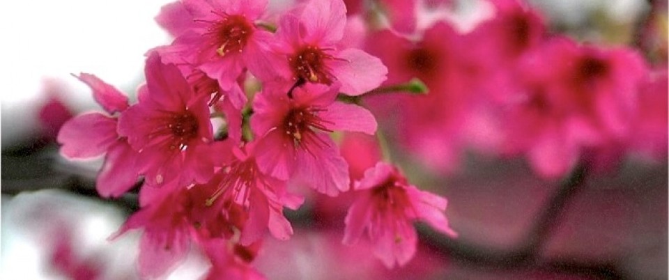 Taiwan Cherry 3